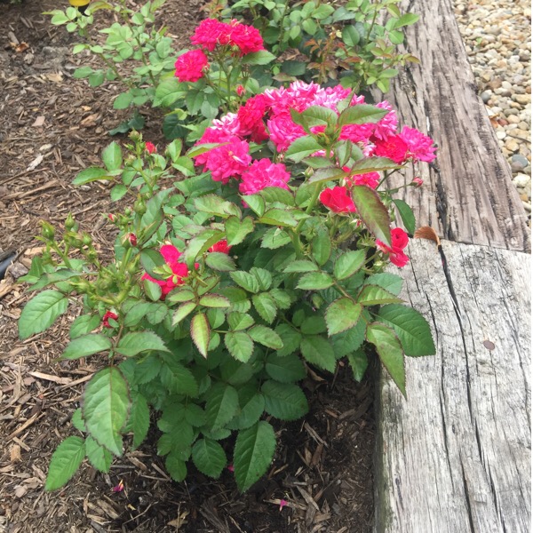 'Children's Hope' Rose Bush