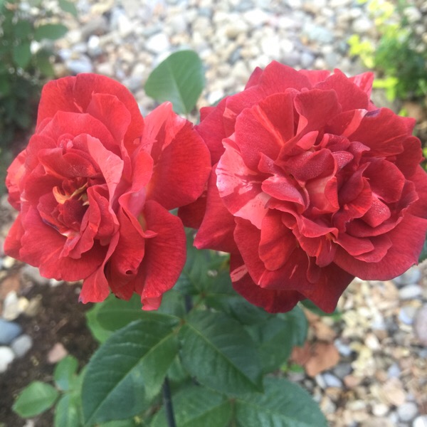 'Tropical Lightning' Blooming on 4th of July Week-End