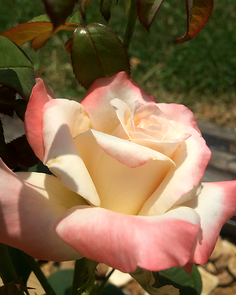 'Soft Whisper' Cream colored roses kissed with peach perfect for fall blooms