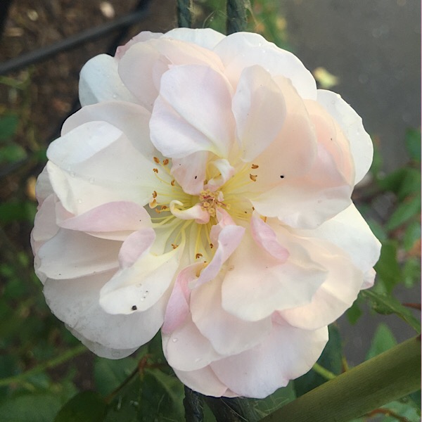 'Anastasia' (Fully Open) 'Best Hybrid Tea' | On the Actual Winning Specimen an Open Rose Later in The Day of the Awards
