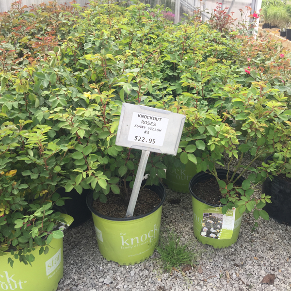 Displays Everywhere of Lovely Star Roses Knock® Out Roses