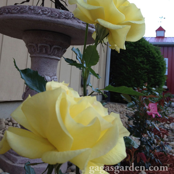Sunsprite' One of the First Floribunda Roses Planted | Quick Results | Happy Color