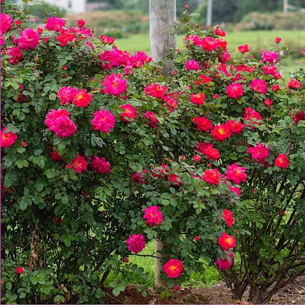'Highwire Flyer' bred by William Radler of Star Roses and Plants