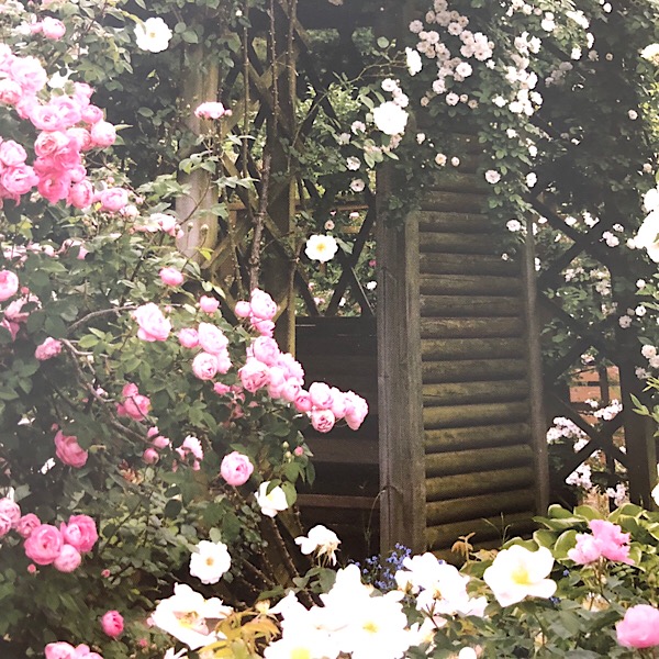 White & Pink Rose SectionWhite & Pink Rose Section; Serentity garden of old garden roses Right trained round a pole: 'Cl Summer Snow', center, covering the pergola 'White Mrs. Flight', left 'Raubritter'