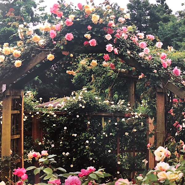 Features large pastel colored flowers flowers of Tea Roses. The roses covering the gate arch: Right: 'Triomphe de Guillot Fils', left: ' Cl, Devoniensis'