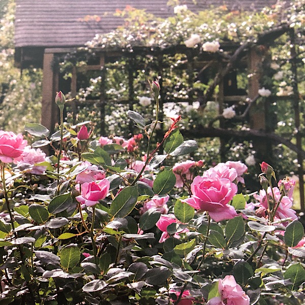 This section displays old garden roses originating in China, sent from the Zhun an Rose Garden in China,