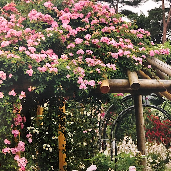 The Section Featuring Shade Tolerant Roses: On the Top: 'Rush' under the roof, 'Pompon Blanc Parfait', left 'Prosperity'