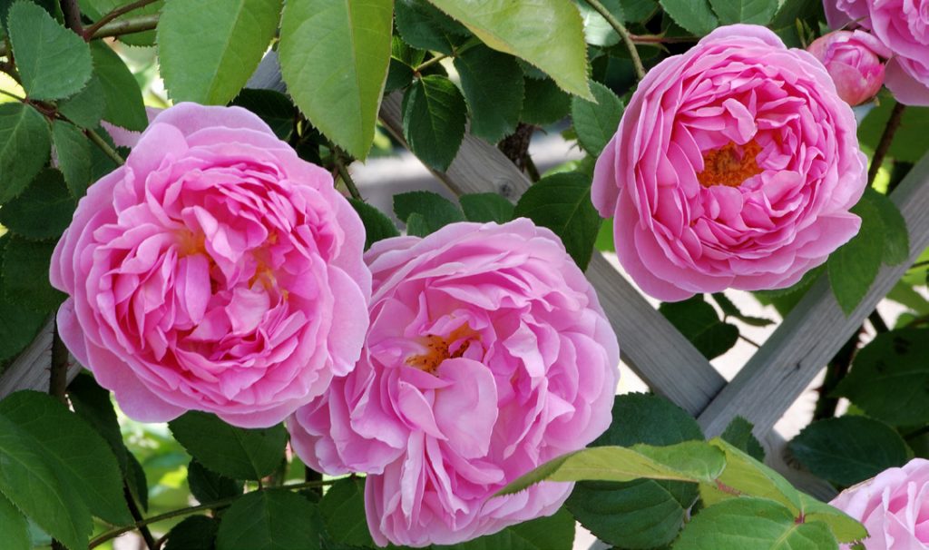 'Constance Spry’ the Progenitor of “English Rosesâ€