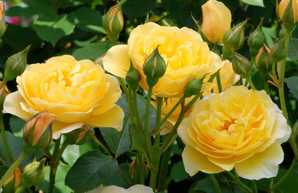 Graham Thomas’ Launched “Engish Rosesâ€