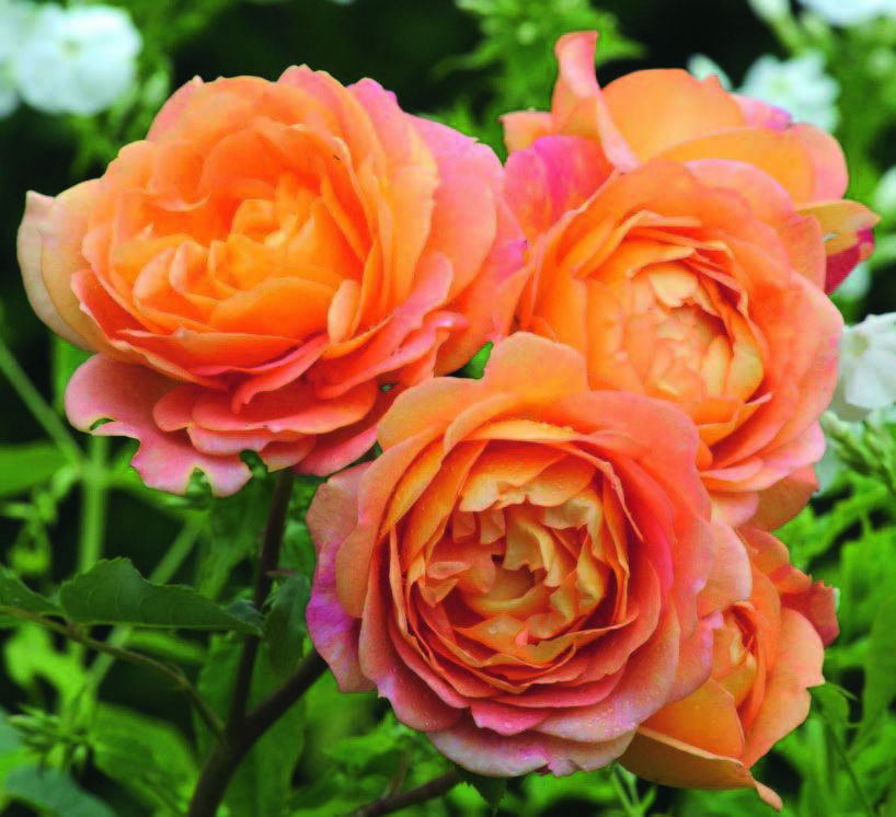 'Lady of Shalott’