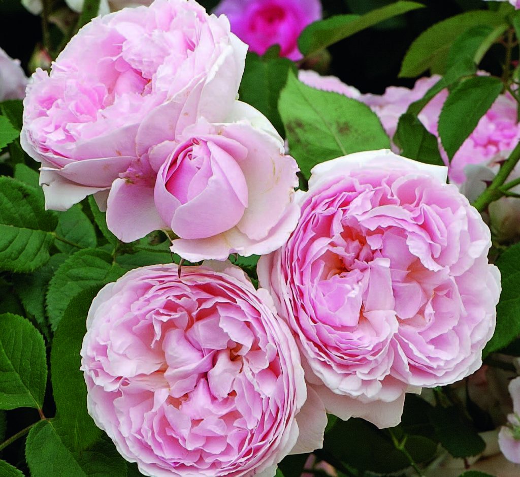 'Mary Rose’