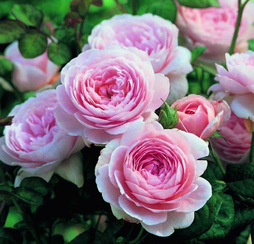 ‘Queen of Sweden’