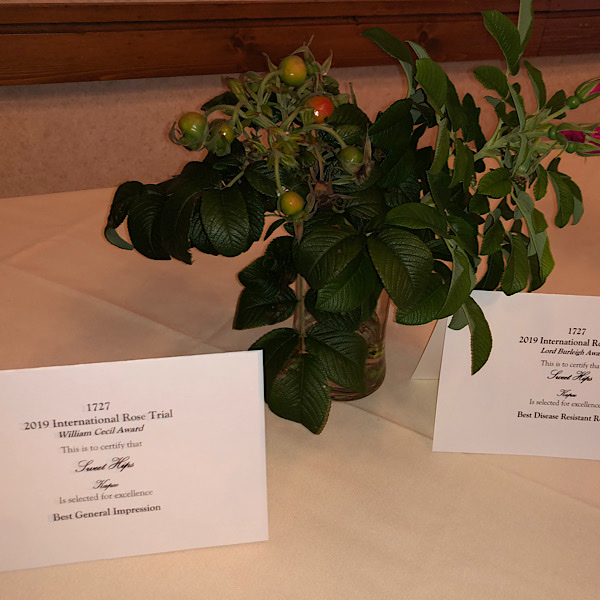 William Cecil Award' & 'Lord Burleigh Award; 'Best General Impression' & 'Best Disease Resistant' 'Sweet Kiss'