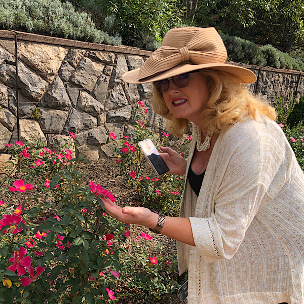 Julie Ashman judging roses at Biltmore Rose Trials