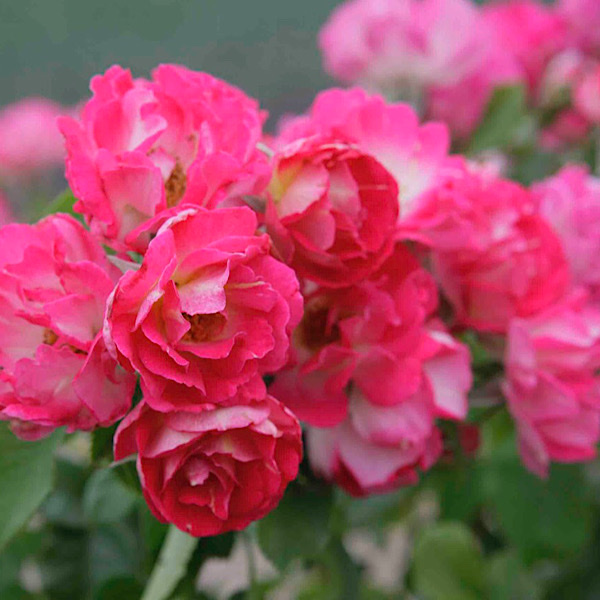 Rosa Cupid's Kisses 'Gilded Age Award' 'Cupid's Kiss' by Christian Bedard 'Best Climber'