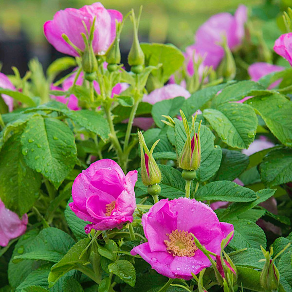 'Rosa ‘Sweet Hips’ Rosa rugosa KAPswehp 'William Cecil Award' & 'Lord Burleigh Award': 'Best General Impression' & 'Best Disease Resistant' 'Sweet Hips'
