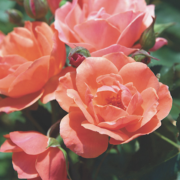 George & Edith Vanderbilt Award & Chauncey Beadle Award for 'Best Shrub' & 'Most Outstanding Rose' "The Coral Knock®Out Rose bred by Will Radler